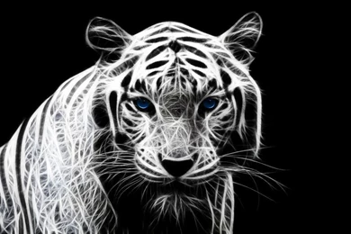 White Tiger Backgrounds HD Wallpapers Attachment 6694   Amazing ...