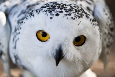 Snowy Owl HD Wallpapers