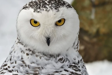 Snowy Owl Wallpapers