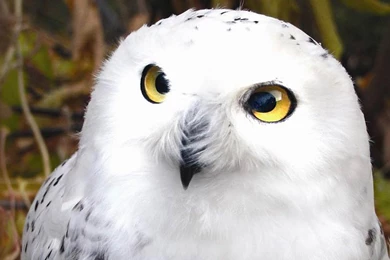 Snowy Owl Desktop And Mobile Wallpapers   Animals Town