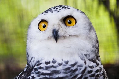 Snowy HD Animal Wallpapers