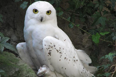 Free Snowy Owl Wallpapers Download   Animals Town