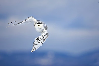 Snowy Owl Wallpapers   Animal Wallpapers