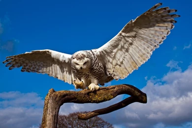 Snowy Owl Beautiful HD Beautiful Pictures   All HD Wallpapers