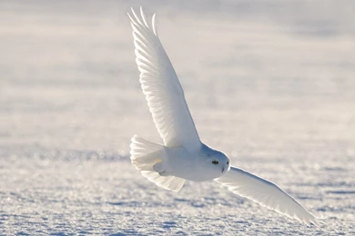 Snowy Owl Wallpapers 10   Animal Lovers Wallpapers