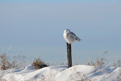 Snowy Owl In The Snow Animal Hd Wallpapers 1920×1200 34754 ...