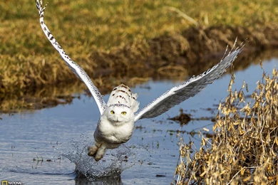 Snowy Owl Picture    Animal Wallpapers    National Geographic Photo ...