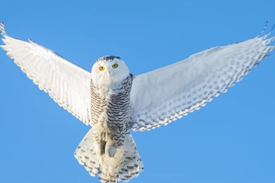 Top Snowy Owl Wallpapers For Images For Pinterest