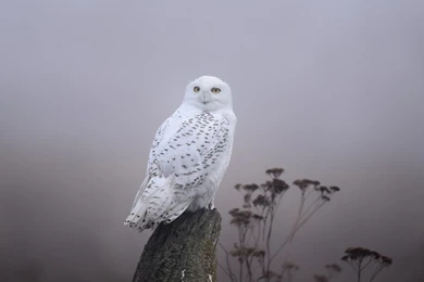 Snowy Owl In The Fog Desktop Wallpapers 28446