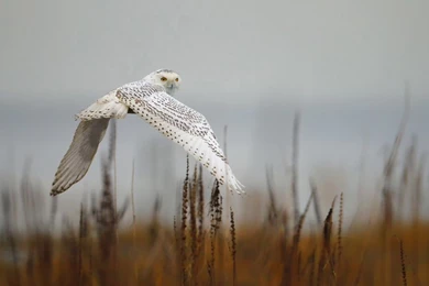 Snowy Owl   Owls Wallpapers (38700304)   Fanpop