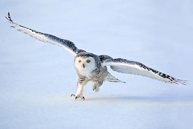 Snowy Owl Pictures