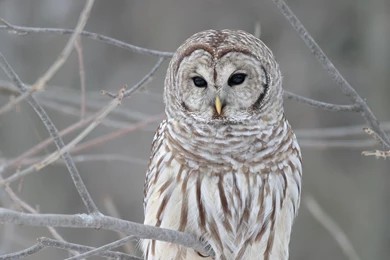 Baby Owl In Snowy Weather High Qaulity Bird Pics