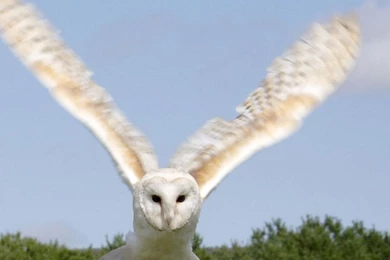 Snowy Owl Wallpapers