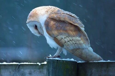 Barn Owl Wallpapers