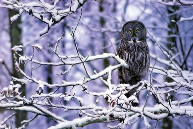 Top Snowy Backgrounds Wallpaper Images For Pinterest