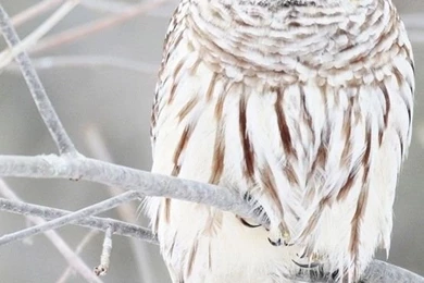 Dog Blue Eyes Friend HD Wallpapers   ZoomWalls