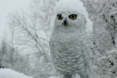 Birds Snowy Owl Snow Nature Bird Vetton Ru Free Wallpapers ~ Birds ...