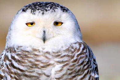 Animals Birds Owls Snowy Owl Wallpapers