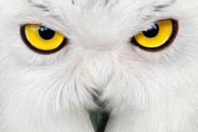 Snowy Owl By KomodoEmpire On DeviantArt
