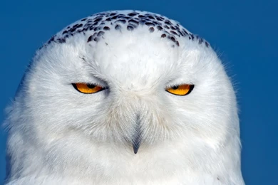 Download Wallpapers 1920x1080 Owl, Snowy Owl, Bird, Predator, Eyes ...