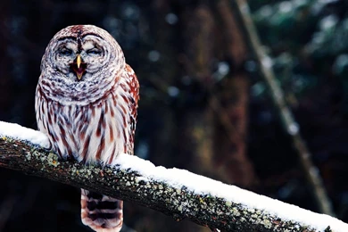 Top Funny Snowy Owl Images For Pinterest