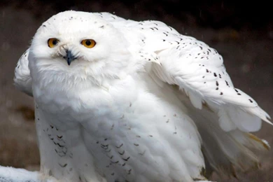 Collection Of Bird Photos And Wallpapers. List Of Birds By Name