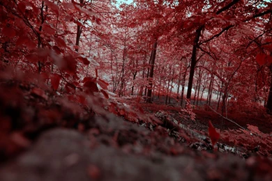 Forest Wallpapers   Page 3   Nature Wallpapers   Crazy Frankenstein