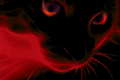 Red Cat Wallpapers