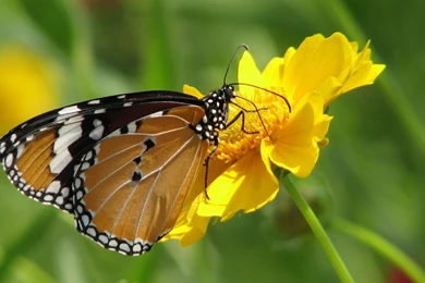 A Monarch And Yellow Flower   1080p HD Wallpapers Nature