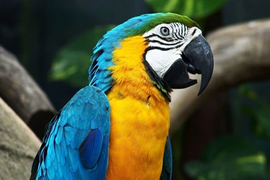 Desktop hd download parrot pictures.jpg