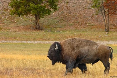 HD Quality Amazing Wild Animal Wallpapers HD 10   SiWallpapers 4409