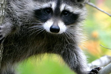 1080x1920 Animal On Tree Wallpapers HD