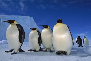 Green Apple Fruits Wallpapers Hd 1080p Dowload