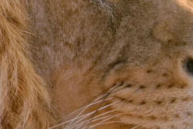 1080x1920 Lion Wallpapers HD