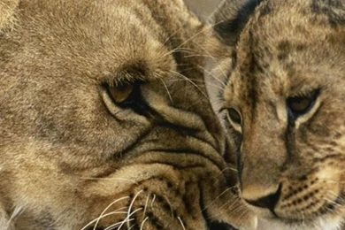 1080x1920 Lion Animal Love Wallpapers HD