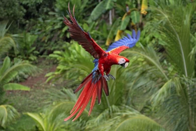 Wallpaper, Macaw, Scarlet, Flight, Animals, Background, Winter ...