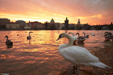 Swan Picture    Prague Wallpapers    National Geographic Photo Of ...