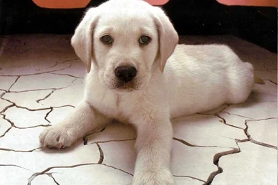 Dog Wallpapers And Backgrounds   PowerballForLife