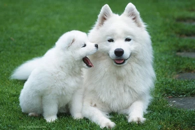 Cute dog desktop wallpapers.jpg