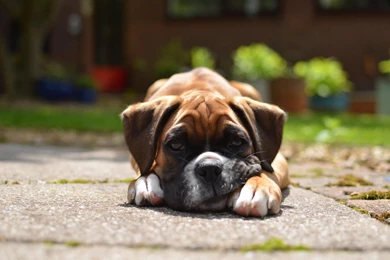 Dog Wallpapers, Dog Desktop Images, Hd Dog Images, Download Dog ...