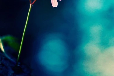 Flower iPhone 6 Wallpapers HD And Flower 6 Plus Wallpapers 1080P