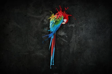 Parrot Art 3D Creative Design Desktop Wallpapers 1920x1200   1528294
