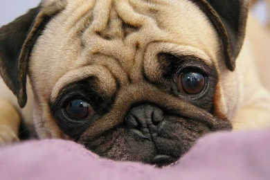 Full HD 1080p Pug Wallpapers HD, Desktop Backgrounds 1920x1080 ...
