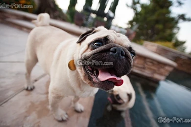 414967_sobaka_mops_fon_2560x1600_www.Gde Fon.com.jpg