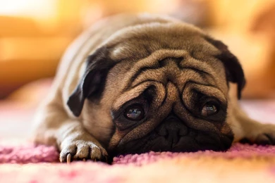 Sad Pug Desktop Backgrounds HD 1920x1080