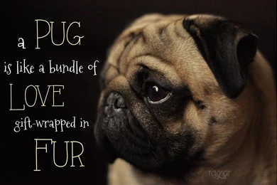 Pug Wallpapers 202 Desktop Backgrounds   DogBreedsWallpapers.com