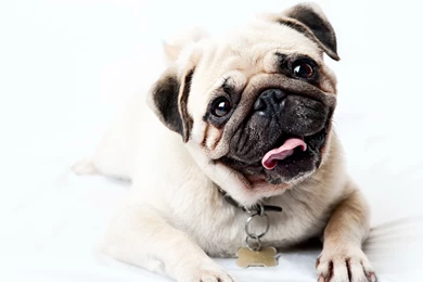 Mac iMac 27 Pug Wallpapers HD, Desktop Backgrounds 2560x1440 ...