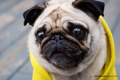 10 Free Pug Puppies Wallpapers HD