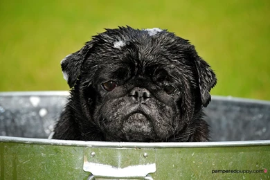 Pug Puppies Wallpapers White 33 Desktop Backgrounds   Hivewallpaper.com