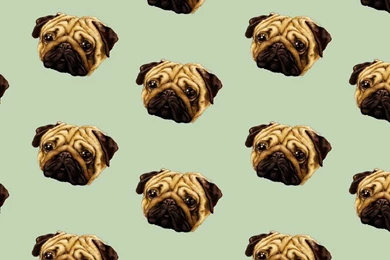 Adorable Pug Heads Twitter Header   Animal Wallpapers